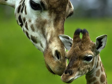 mother and young daughter - mother, young, and, daughter