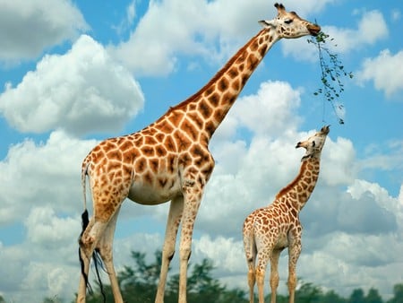 tasty leaves - leaves, tasty, giraffes