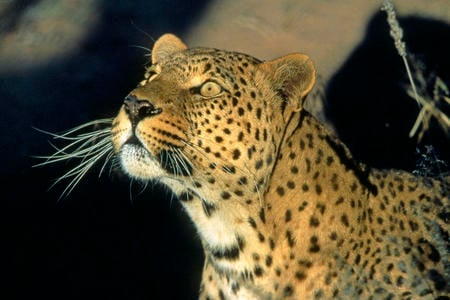 Leopard - wildlife, feline, leopard, animal