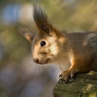 cute squirrel