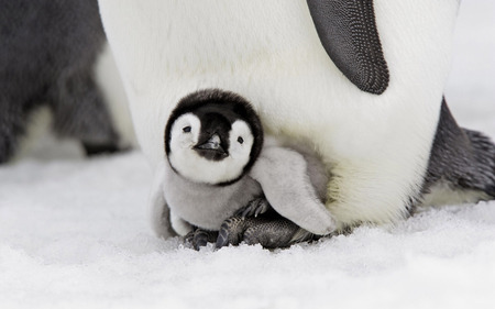 Baby penguin - baby, snow, penguin, animal, sweet, artic