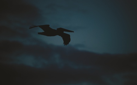 Evading the Storm - pelican, beautiful, animals, clouds, twilight, storm, birds