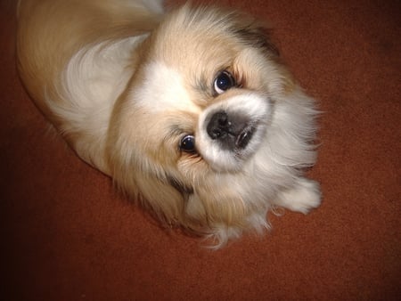 R-O-M-E-O what dose that spell...ROMEO - fluffy, pekingese, cute, eyes, hugs, sweet, huggles