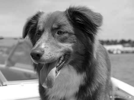 border collie? - quiet, serene, peaceful, loveable