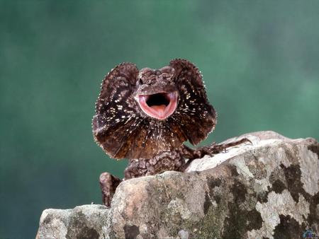 lizard - rock, lizard, animals, reptiles