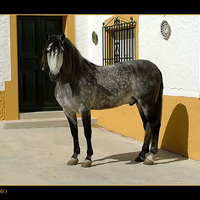 Dapple Grey Spanish Horse