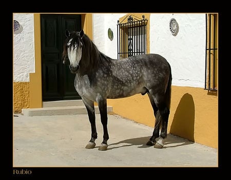 Dapple Grey Spanish Horse - spanish, grey, dapple grey, horses, andalusian