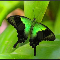 Green and black