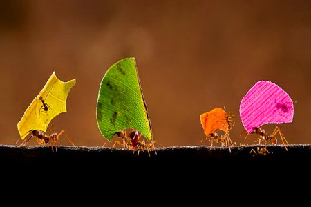 Colorful work - workers, yellow, ants, red, leaves, orange, green, colors