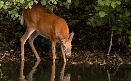 Break Time!!! - white deer, white-tailed deer, deer, black deer, bucks, red deer, baby deer