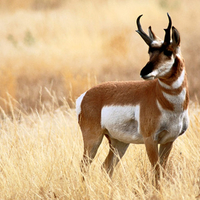 The Pronghorn