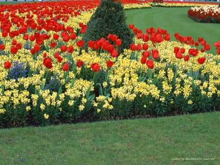 Spring Garden in England - yellow flowers, red tulips, beautiful, greens, park, flowers garden, grass, spring