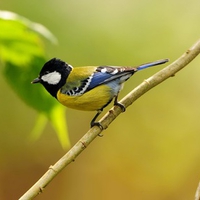 bird on a branch