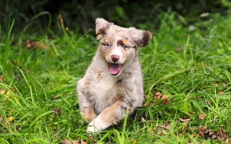 dog grass - pasto, runnig, corriendo, dog, grass, perro