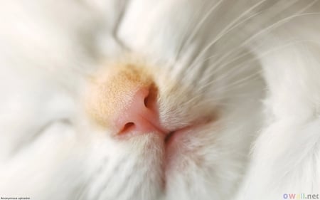 Little pink nose - feline, face, cat, kitten