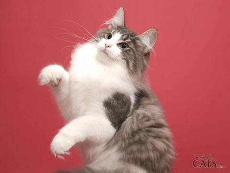 Dancing cat - animal, kitten, cat, sweet, feline