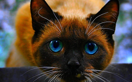 Sweet eye cat - cat, feline, animal, kitten