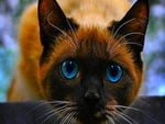 Sweet eye cat