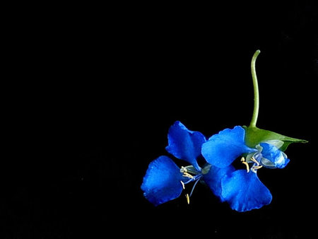 Blue Flower - beautiful, flower, black, blue