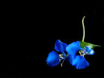 Blue Flower