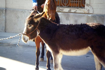 sweet donkey - sweet, donkey, animals, little