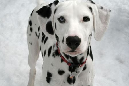 Dalmatian puppy - dogs, spots, dalmatian, puppy, animals