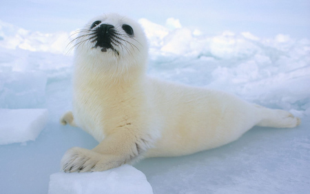 The Harbor Seal - seals, nature, snow, arctic animals, fish