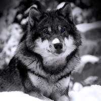 BLUE EYED WOLF