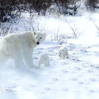 Polar bear and paws