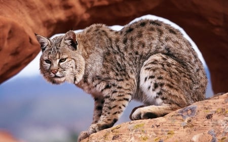 Bobcat - wildlife, cat, wild, animal, bobcat