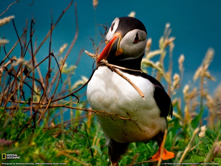 Bird - bird, grass, animal, nature