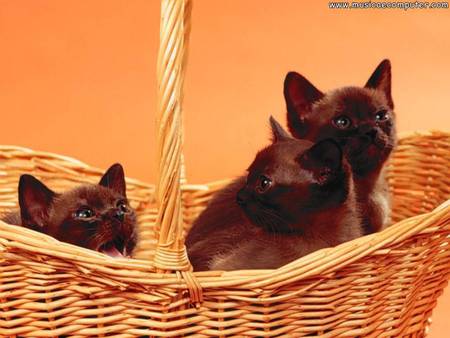 Sweet brown cats in basket - brown, animal, kitten, cat, sweet, basket