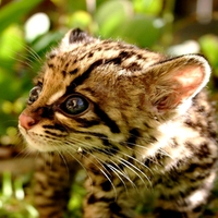 ADORABLE BABY OCELOT