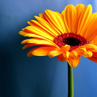 Beautiful orange flower