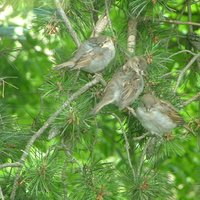 3 in the bush