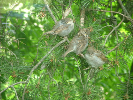 3 in the bush - nature, friends, birds, gathering