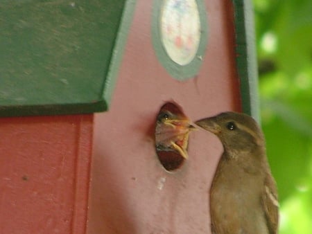 Lunch Time - birds, outdoors, nature, feeding