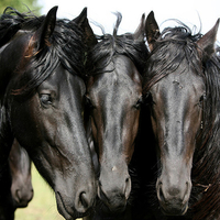 three-buddy friends