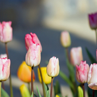 tulips