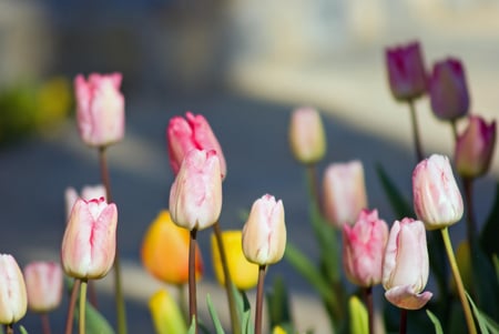 tulips - nature, tulips, pink, colourful