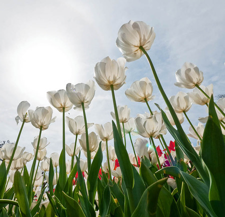 Istanbul tulips - flowers, istanbul, lale, white, festival, spring, tulip