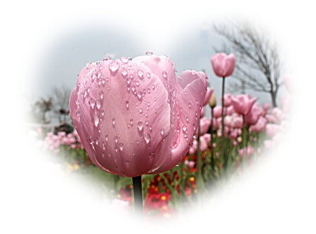 tulip heart - tulip, pink, heart, spring