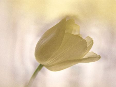 white - white, tulip, flower, spring