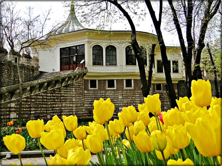 yellow tulips - sunshine, yellow, joy, golden, spring