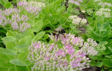 Bee on a Flower - ohio, kingwood, flower, bee