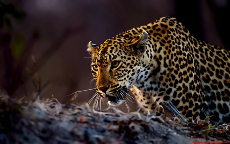 leopard - leopard, landscape, cat, animals