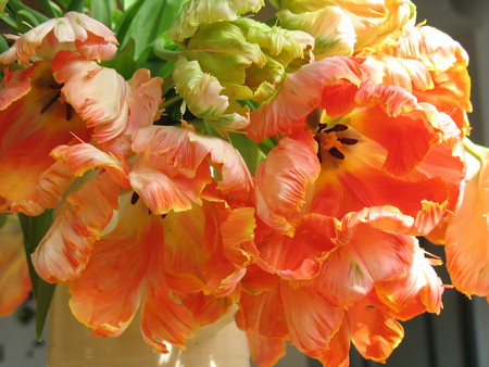 tulips for fireangls4 - joyful, spring, tulips, orange