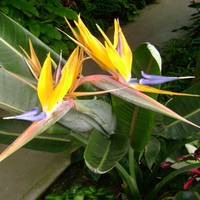 Bird of Paradise Garden House Ohio