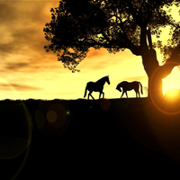 horses at sunset