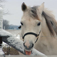 snow and horse